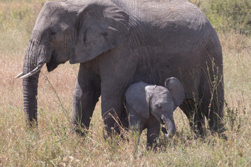 An elephant calf is protected by its mother in the wild.