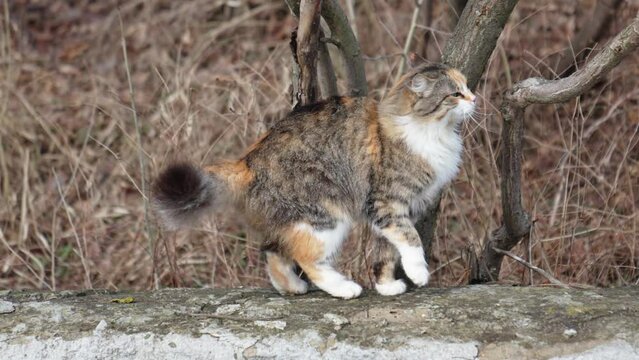 a beautiful tricolored fluffy cat walks along a stone fence.