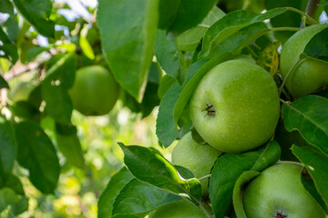 Green apples on the tree in the orchard ready for harvest.