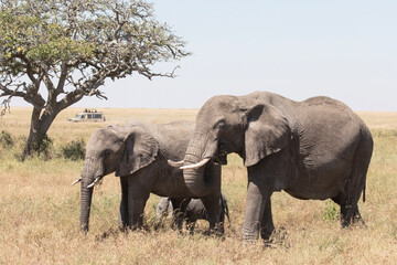 Fototapeta na wymiar A pair of African elephants walk through the Savannah plains of the Serengeti.
