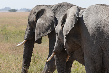 A pair of African elephants walk through the Savannah plains of the Serengeti.