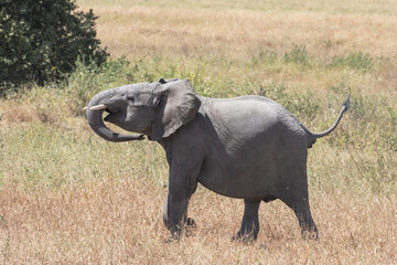 A young elephant trumpets as it tries to reach the rest of the herd.