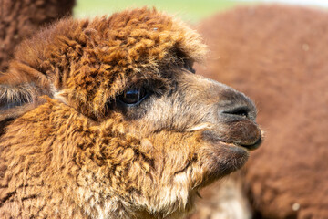 close up of a brown alpaca face
