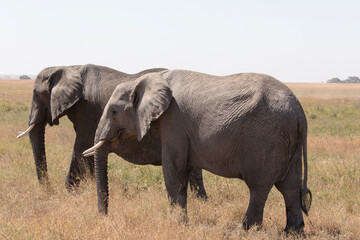 A pair of African elephants walk through the Savannah plains of the Serengeti.