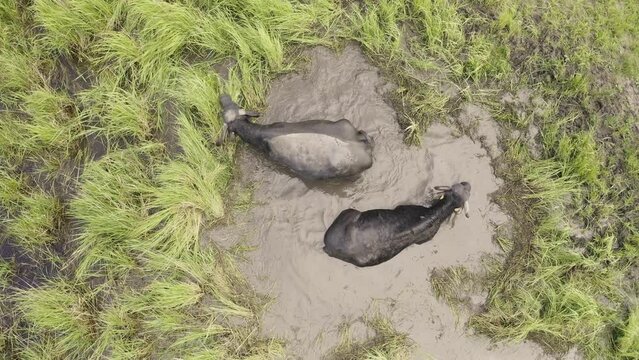 Water buffalo Bubalus bubalis bathing in a muddy pond in a wetland aerial view