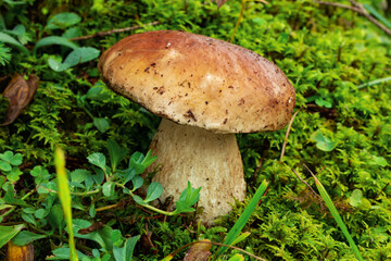 porcini mushroom, Boletus mushroom, ceps growing in forest. Wild mushroom growing in forest. Ukraine.