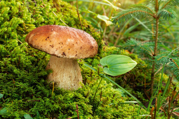 porcini mushroom, Boletus mushroom, ceps growing in forest. Wild mushroom growing in forest. Ukraine.