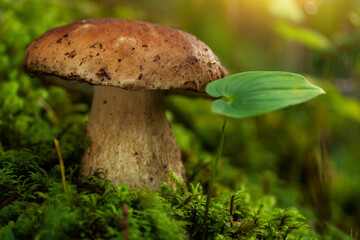 porcini mushroom, Boletus mushroom, ceps growing in forest. Wild mushroom growing in forest. Ukraine.