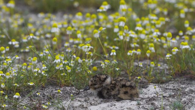 European Shoveler Vanellus Vanellus chick in a chamomile field with a beautiful background. Tiny cute. Close up image