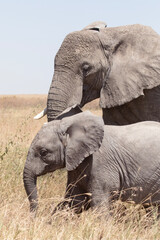 A female elephant and her calf walk through some tall grass in the Serengeti National park.