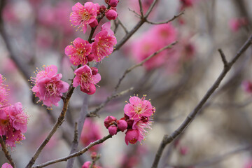 満開の紅梅