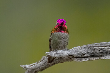 Anna's Hummingbird (Calypte Anna) Perched and Showing His Colors