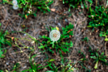 Closed Bud of a dandelion. Fluffy and delicate white flower. Dandelion seeds. Life and growth concept. Top view, close up..