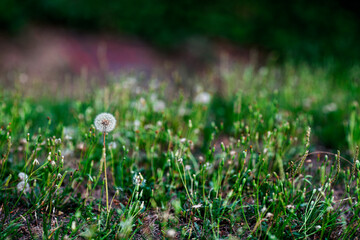 Dandelion seeds. Fluffy and delicate white flower in green grass background. Seed head. Allergy concept. Copy space.