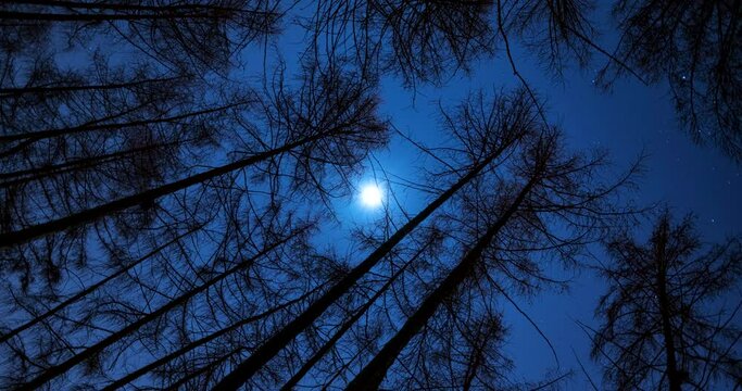 The moon  in motion in the night sky between the trees
