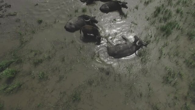 Aerial View Herd Of Water Buffalo (Bubalus bubalis) In The River Hungary