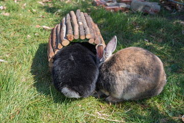 cute brown rabbits walk in the garden on the green grass behind the wire fence