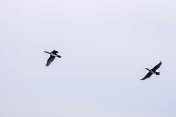birds in flight