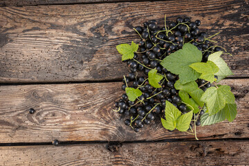 Czarna porzeczka. Świeże owoce czarnej porzeczki na tle wiosennego ogrodu. Zbiory czarnej porzeczki. - obrazy, fototapety, plakaty