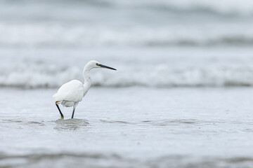 Little egret (egretta garzetta) on shore.