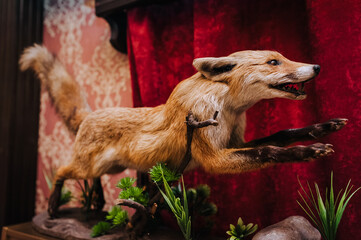 An orange, red-haired, wild fox, a stuffed animal of a running killed predator by a hunter in an...