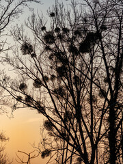 Baum mit vielen Misteln