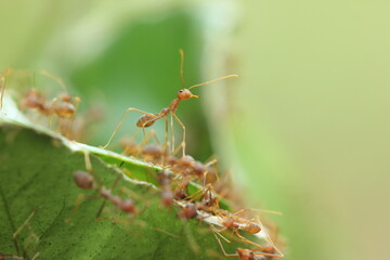 red ants, red ants who are standing among their friends