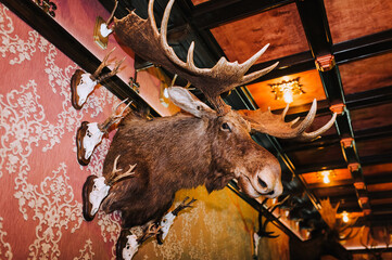 The head of a deer, deer antlers, a stuffed animal of a dead animal hangs in the interior, museum....