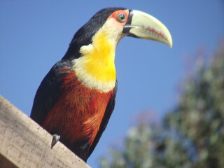 yellow billed toucan