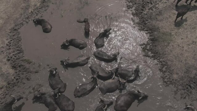 Aerial View Herd Of Water Buffalo (Bubalus bubalis) In The River Hungary