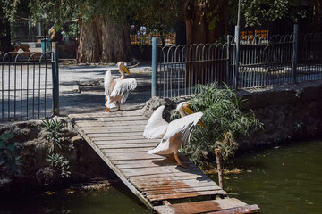 a Pelecanus bird is flapping its wings and jumping into the swamp on daytime at giza egypt