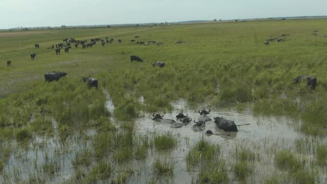 Aerial view of a herd of water buffalo (Bubalus bubalis) bathing in a wetland Hungary