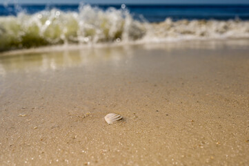 Cross Barred Venus shell washed up on a beach