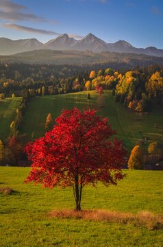 Beautiful autumn rural landscape. Lonely red tree on the hills in the Slovak Tatra Mountains. Photo taken in Osturna, Slovakia.