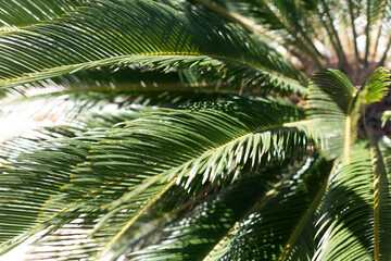 Tropical palm leaves, natural green background.Ecology concept.