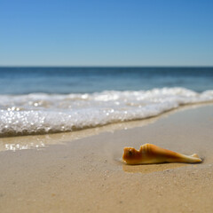 Fototapeta na wymiar A broken whelk shell washed up on a beach