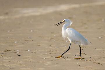 White heron or Little egret, or Egretta garzetta, walking on the beach