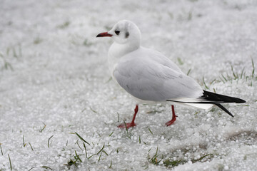 Seagull on the snow in the park