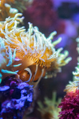 Fototapeta na wymiar Cute tiny clown fish hiding in an anemone under water reef