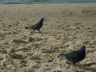 Pigeon walks like a king through beach 