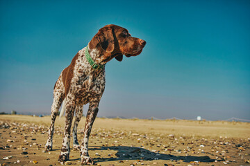 Perro de raza braco en la playa en un día soleado con cielo azul
