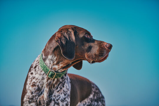 Perro de raza braco en la playa en un d&iacute;a soleado con cielo azul