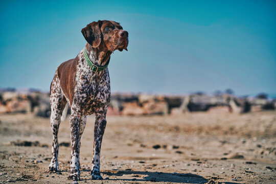 Perro de raza braco en la playa en un d&iacute;a soleado con cielo azul