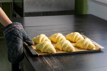 The baker in mittens  puts a small tray of croissants in the oven for baking