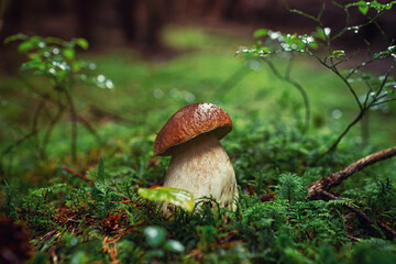 porcini mushroom, Boletus mushroom, ceps growing in forest. Wild mushroom growing in forest. Ukraine. - Powered by Adobe