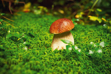 porcini mushroom, Boletus mushroom, ceps growing in forest. Wild mushroom growing in forest. Ukraine.