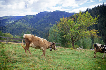 cows graze on the mountain valley, Carpathian mountains, Ukraine.