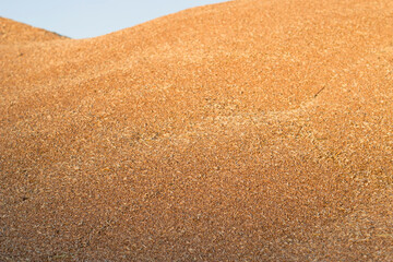 Fototapeta na wymiar great heap of ripe dry wheat grains after harvesting 