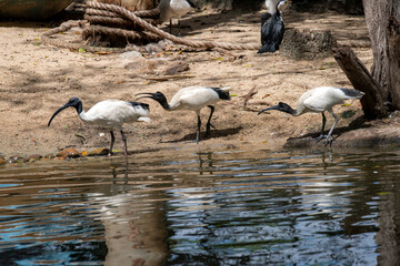 Australian White Ibis (Threskiornis molucca)