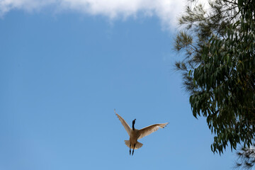 Australian White Ibis (Threskiornis molucca)